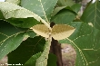 $bota_pic_name1