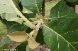 $bota_pic_name1
