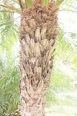 $bota_pic_name1