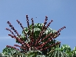$bota_pic_name1