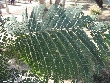 $bota_pic_name1