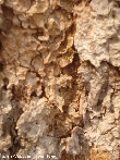 $bota_pic_name1
