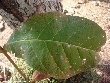 $bota_pic_name1