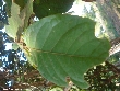 $bota_pic_name1