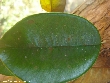 $bota_pic_name1