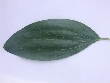 $bota_pic_name1