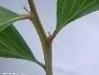 $bota_pic_name1