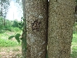 $bota_pic_name1