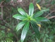 $bota_pic_name1