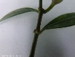 $bota_pic_name1