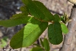 $bota_pic_name1