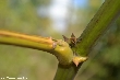 $bota_pic_name1