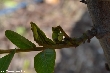 $bota_pic_name1