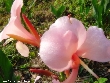 $bota_pic_name1