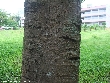 $bota_pic_name1