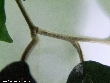 $bota_pic_name1