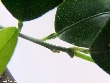 $bota_pic_name1