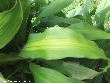 $bota_pic_name1