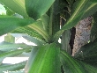 $bota_pic_name1