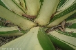 $bota_pic_name1