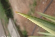 $bota_pic_name1