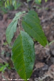 $bota_pic_name1