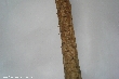 $bota_pic_name1