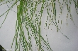 $bota_pic_name1