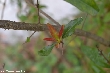 $bota_pic_name1