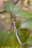 $bota_pic_name1