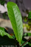 $bota_pic_name1