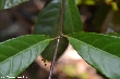 $bota_pic_name1