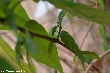 $bota_pic_name1