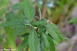 $bota_pic_name1