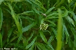 $bota_pic_name1