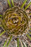 $bota_pic_name1
