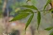 $bota_pic_name1