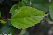 $bota_pic_name1