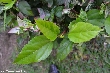 $bota_pic_name1