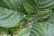 $bota_pic_name1