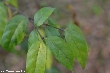 $bota_pic_name1