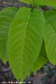 $bota_pic_name1