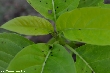 $bota_pic_name1
