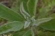 $bota_pic_name1