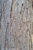 $bota_pic_name1