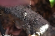 $bota_pic_name1