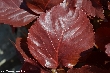 $bota_pic_name1