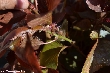 $bota_pic_name1